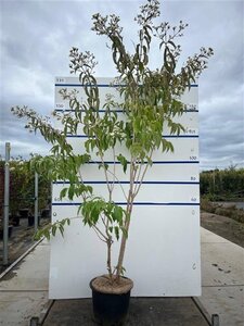Heptacodium miconioides 175-200 cm cont. 20L multi-stem