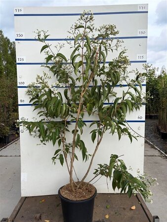 Heptacodium miconioides 175-200 cm cont. 20L multi-stem - image 2