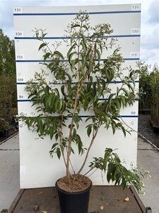 Heptacodium miconioides 175-200 cm cont. 20L multi-stem - image 2