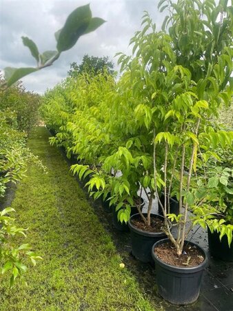 Heptacodium miconioides 175-200 cm cont. 45L meerstammig