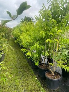 Heptacodium miconioides 175-200 cm cont. 45L meerstammig