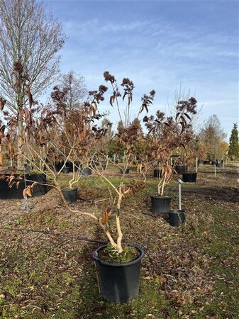 Heptacodium miconioides 175-200 cm cont. 70L multi-stem