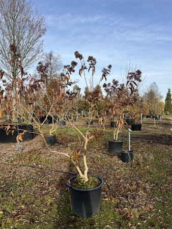 Heptacodium miconioides 175-200 cm cont. 70L multi-stem