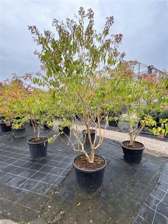 Heptacodium miconioides 175-200 cm container meerstammig paraplu - afbeelding 5