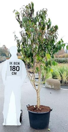 Heptacodium miconioides 175-200 cm container meerstammig paraplu - afbeelding 7