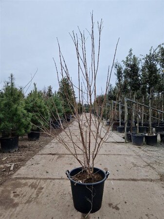 Heptacodium miconioides 175-200 cm container meerstammig paraplu - afbeelding 3