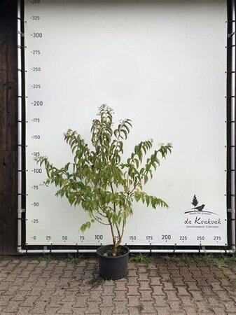 Heptacodium miconioides 175-200 cm container meerstammig paraplu - afbeelding 2