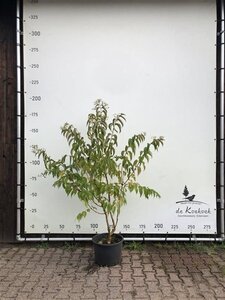 Heptacodium miconioides 175-200 cm container meerstammig paraplu - afbeelding 2