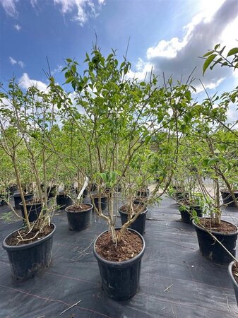 Heptacodium miconioides 175-200 cm container meerstammig paraplu - afbeelding 6