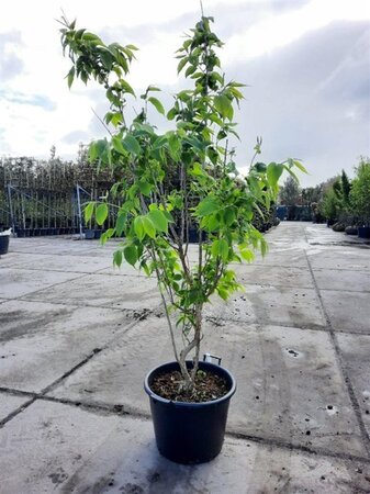 Heptacodium miconioides 175-200 cm container meerstammig paraplu - afbeelding 4