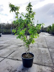 Heptacodium miconioides 175-200 cm container meerstammig paraplu - afbeelding 4