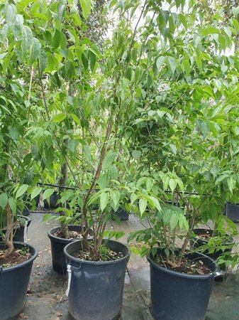 Heptacodium miconioides 175-200 cm container multi-stem paraplu - image 4