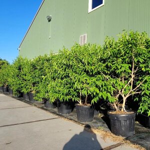 Heptacodium miconioides 175-200 cm container multi-stem paraplu