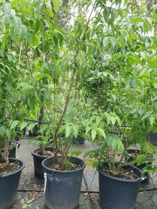 Heptacodium miconioides 175-200 cm container meerstammig