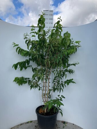 Heptacodium miconioides 200-225 cm cont. 70L meerstammig - afbeelding 1