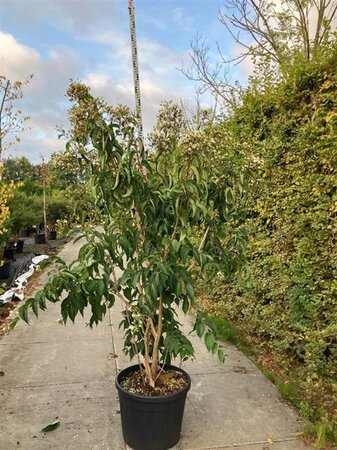 Heptacodium miconioides 200-225 cm cont. 90L meerstammig - afbeelding 2