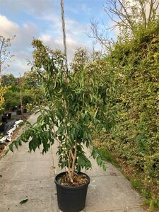 Heptacodium miconioides 200-225 cm cont. 90L multi-stem - image 2
