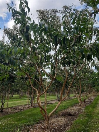 Heptacodium miconioides 250-300 cm draadkluit meerstammig extra - afbeelding 1