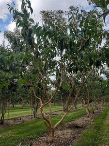 Heptacodium miconioides 250-300 cm draadkluit meerstammig extra