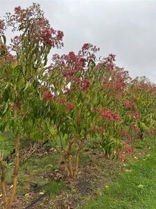 Heptacodium miconioides 250-300 cm draadkluit meerstammig extra - afbeelding 3