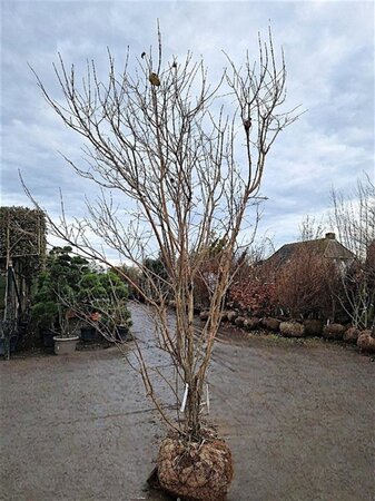 Heptacodium miconioides 250-300 cm draadkluit meerstammig extra - afbeelding 7