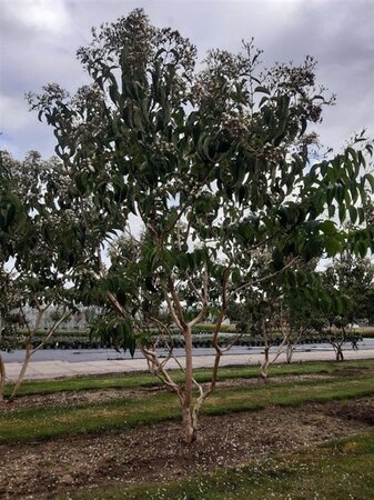 Heptacodium miconioides 250-300 cm draadkluit meerstammig extra - afbeelding 2