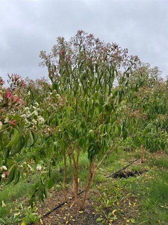 Heptacodium miconioides 250-300 cm WRB multi-stem extra - image 2