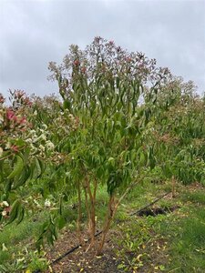 Heptacodium miconioides 250-300 cm WRB multi-stem extra - image 2