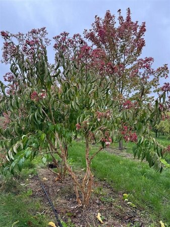 Heptacodium miconioides 250-300 cm WRB multi-stem extra - image 3