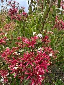 Heptacodium miconioides 250-300 cm WRB multi-stem extra - image 4