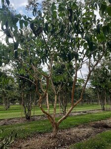 Heptacodium miconioides 250-300 cm draadkluit meerstammig - afbeelding 11