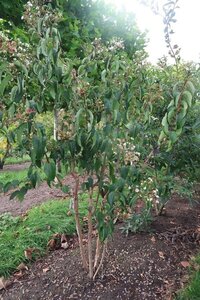 Heptacodium miconioides 250-300 cm draadkluit meerstammig - afbeelding 2