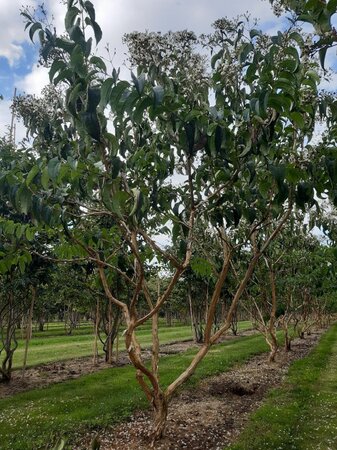 Heptacodium miconioides 250-300 cm draadkluit meerstammig - afbeelding 8