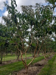 Heptacodium miconioides 250-300 cm draadkluit meerstammig - afbeelding 8