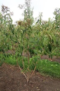 Heptacodium miconioides 250-300 cm WRB multi-stem - image 3