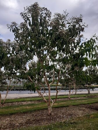 Heptacodium miconioides 250-300 cm WRB multi-stem - image 9
