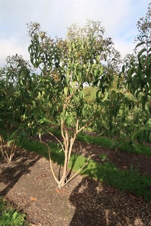 Heptacodium miconioides 250-300 cm WRB multi-stem - image 4