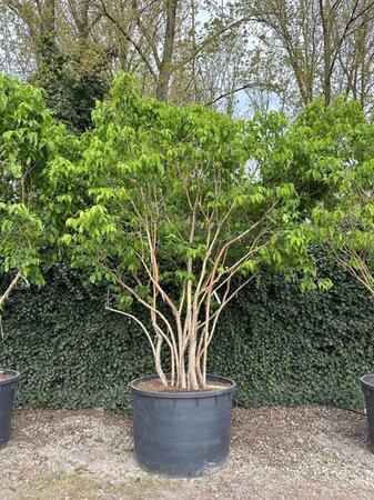 Heptacodium miconioides 300-350 cm cont. 750L meerstammig - afbeelding 1