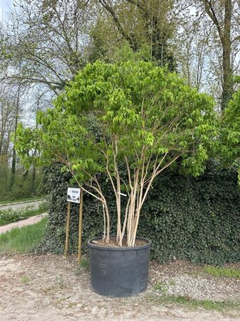 Heptacodium miconioides 300-350 cm cont. 750L meerstammig - afbeelding 2