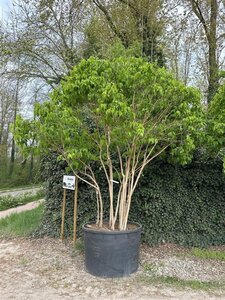 Heptacodium miconioides 300-350 cm cont. 750L meerstammig - afbeelding 2