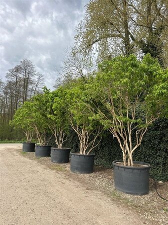 Heptacodium miconioides 350-400 cm cont. 750L meerstammig - afbeelding 1