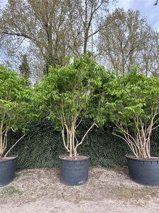 Heptacodium miconioides 350-400 cm cont. 750L meerstammig - afbeelding 4