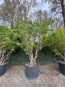 Heptacodium miconioides 350-400 cm cont. 750L multi-stem - image 2