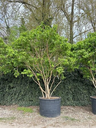 Heptacodium miconioides 350-400 cm cont. 750L multi-stem - image 3