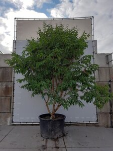 Heptacodium miconioides 350-400 cm draadkluit meerstammig