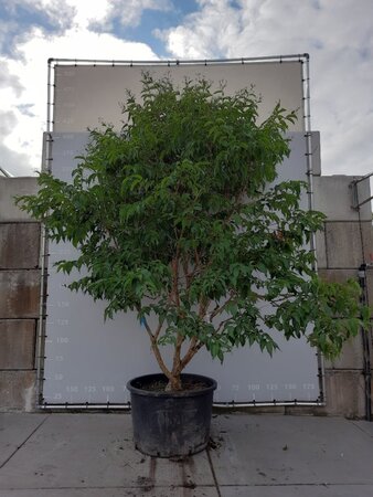 Heptacodium miconioides 350-400 cm WRB multi-stem