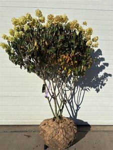 Hydrangea pan. 'Polar Bear' 140-160 cm draadkluit meerstammig - afbeelding 2