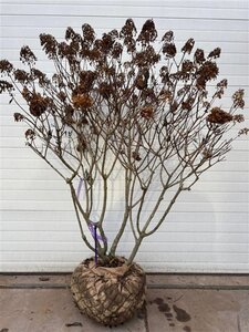 Hydrangea pan. 'Polar Bear' 140-160 cm WRB multi-stem