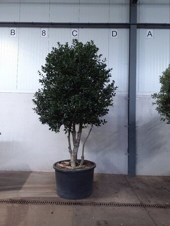Ilex 'Nellie R. Stevens' 300-350 cm container meerstammig
