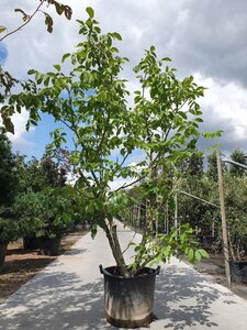 Juglans regia 250-300 cm container meerstammig